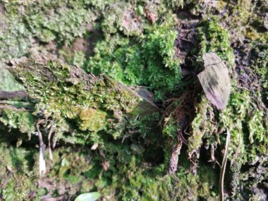 Yaban mantarları, yosun ve yosun organizmaları tarlada bulundu..