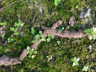 Yaban mantarları, yosun ve yosun organizmaları tarlada bulundu..
