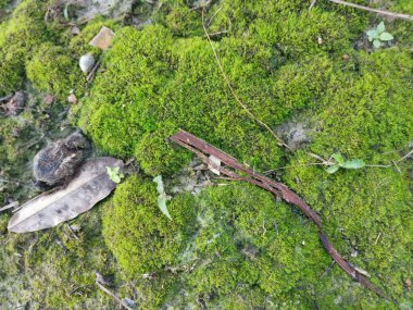 wild fungi,lichen and algae organisms found in the plantation. clipart