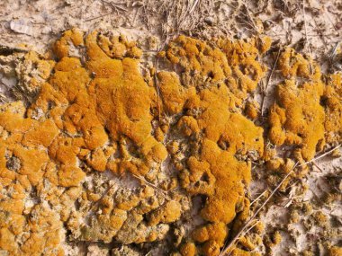 Yaban mantarları, yosun ve yosun organizmaları tarlada bulundu..