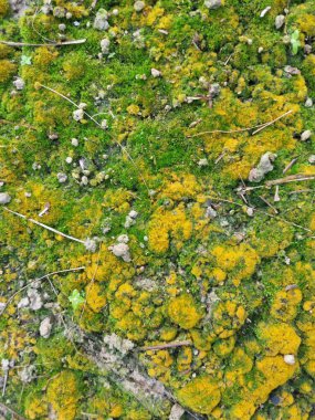 wild fungi,lichen and algae organisms found in the plantation. clipart