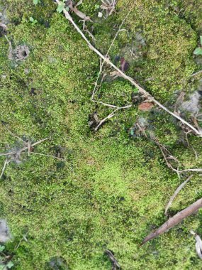 Yaban mantarları, yosun ve yosun organizmaları tarlada bulundu..