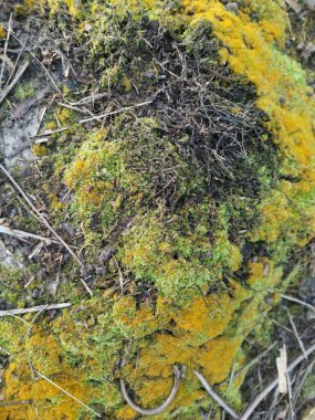 wild fungi,lichen and algae organisms found in the plantation. clipart