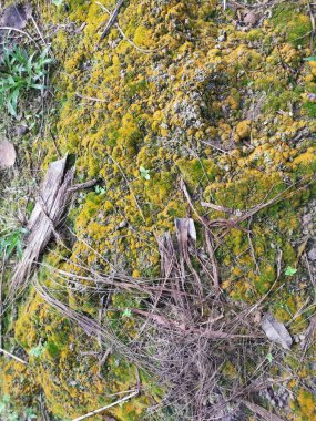 wild fungi,lichen and algae organisms found in the plantation. clipart