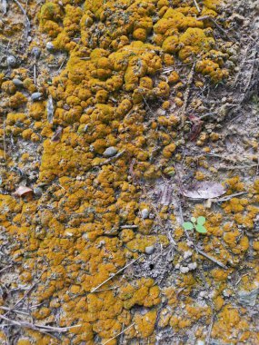 Yaban mantarları, yosun ve yosun organizmaları tarlada bulundu..