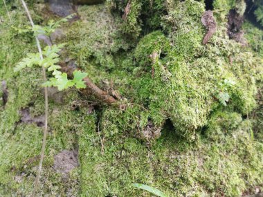 Yaban mantarları, yosun ve yosun organizmaları tarlada bulundu..