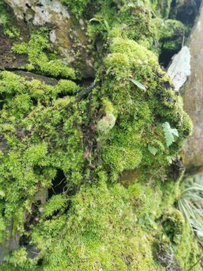 Yaban mantarları, yosun ve yosun organizmaları tarlada bulundu..