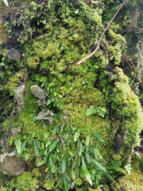 Yaban mantarları, yosun ve yosun organizmaları tarlada bulundu..