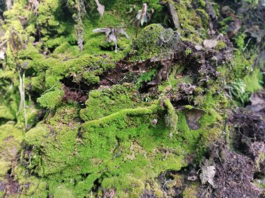 Yaban mantarları, yosun ve yosun organizmaları tarlada bulundu..