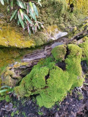 Yaban mantarları, yosun ve yosun organizmaları tarlada bulundu..
