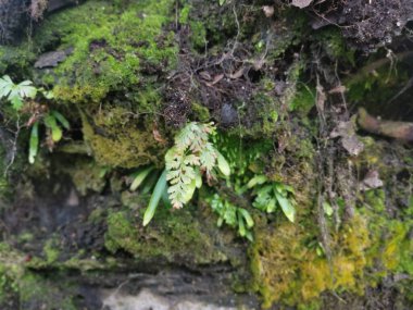 Yaban mantarları, yosun ve yosun organizmaları tarlada bulundu..