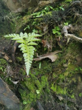 Yaban mantarları, yosun ve yosun organizmaları tarlada bulundu..