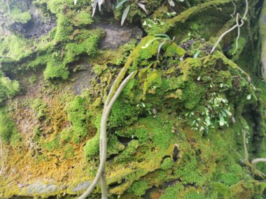 Yaban mantarları, yosun ve yosun organizmaları tarlada bulundu..