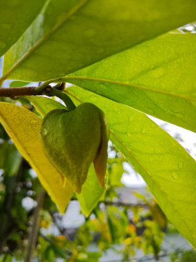 still growing tiny soursop fruit bud on the stem. clipart