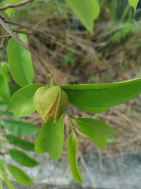 still growing tiny soursop fruit bud on the stem. clipart