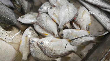 fresh threadfin silverbiddy fishes for sale at the wet market. clipart