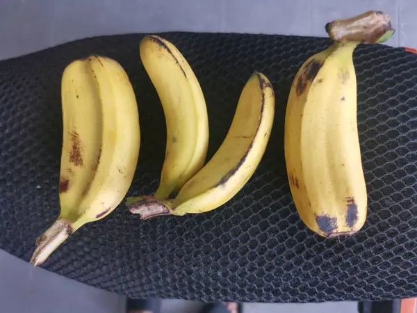 bir parmakta iki parça Cavendish muzu.