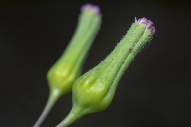 Leylak çiçeği tomurcuğu çalı bitkisinin yakınına..