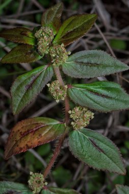 close up shot of the Euphorbia hirta hairy weed plant. clipart