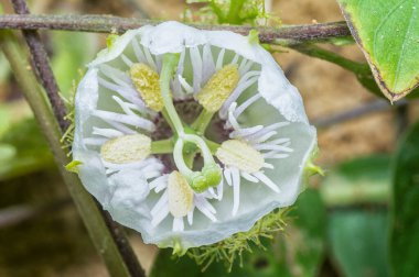 close up of the passiflora foetida innner bud flower.  clipart