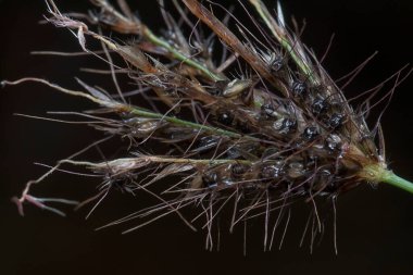 close up of the wild fingergrass hairy grass. clipart