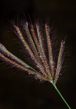 Yabani parmak çimlerine yakın kıllı çimenler..
