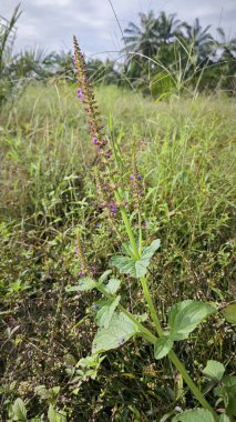 Vahşi Lamiaceae plectranthus bitkisi fidanlıkta yetişiyor..