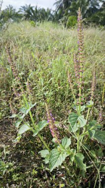 Vahşi Lamiaceae plectranthus bitkisi fidanlıkta yetişiyor..
