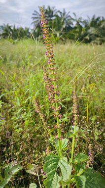 Vahşi Lamiaceae plectranthus bitkisi fidanlıkta yetişiyor..