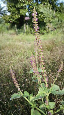 Vahşi Lamiaceae plectranthus bitkisi fidanlıkta yetişiyor..