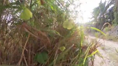 Boş arazideki çalılar boyunca yürüme hareketi.