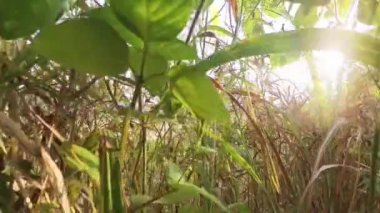 Boş arazideki çalılar boyunca yürüme hareketi.