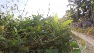 Boş arazideki çalılar boyunca yürüme hareketi.