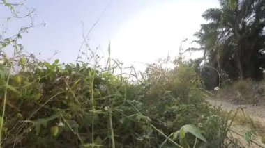 Boş arazideki çalılar boyunca yürüme hareketi.