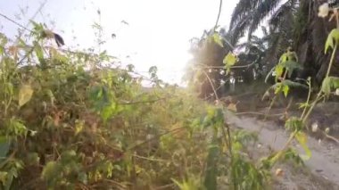 Boş arazideki çalılar boyunca yürüme hareketi.