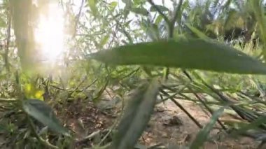 Boş arazideki çalılar boyunca yürüme hareketi.