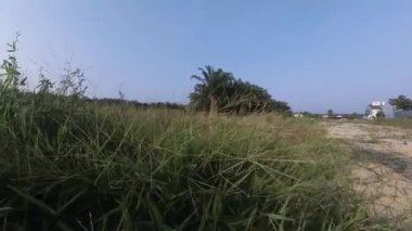 Boş arazideki çalılar boyunca yürüme hareketi.