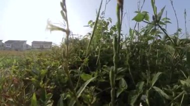 Boş arazideki çalılar boyunca yürüme hareketi.