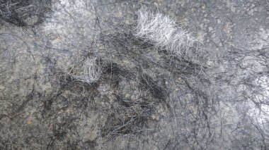 human hair remains on the floor after the haircut at the barbershop. clipart