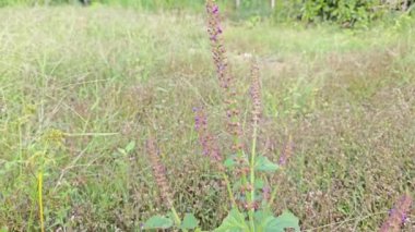 Vahşi Lamiaceae plectranthus bitkisi fidanlıkta yetişiyor..