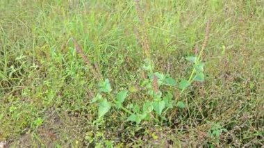 Vahşi Lamiaceae plectranthus bitkisi fidanlıkta yetişiyor..