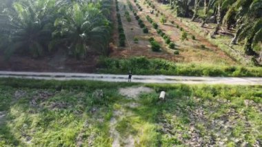 Tarım arazisi etrafında uçan erkek bir İHA 'nın hava görüntüleri.    