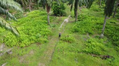 Tarım arazisi etrafında uçan erkek bir İHA 'nın hava görüntüleri.    