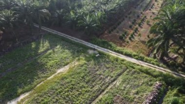 Tarım arazisi etrafında uçan erkek bir İHA 'nın hava görüntüleri.    