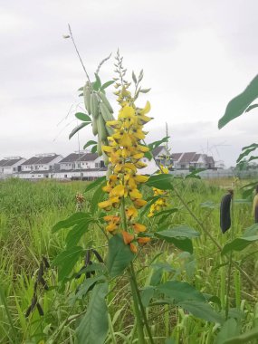 Crotalaria trichotoma plant growing wildly in the thick bushes. clipart