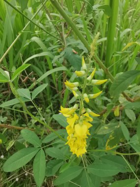 Crotalaria trichotoma bitkisi sık çalılıklarda yetişiyor..