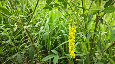 Crotalaria trichotoma bitkisi sık çalılıklarda yetişiyor..