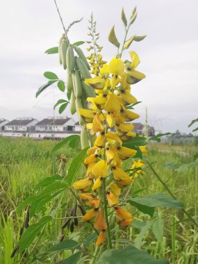 Crotalaria trichotoma plant growing wildly in the thick bushes. clipart