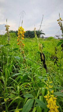 Crotalaria trichotoma bitkisi sık çalılıklarda yetişiyor..