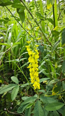 Crotalaria trichotoma bitkisi sık çalılıklarda yetişiyor..